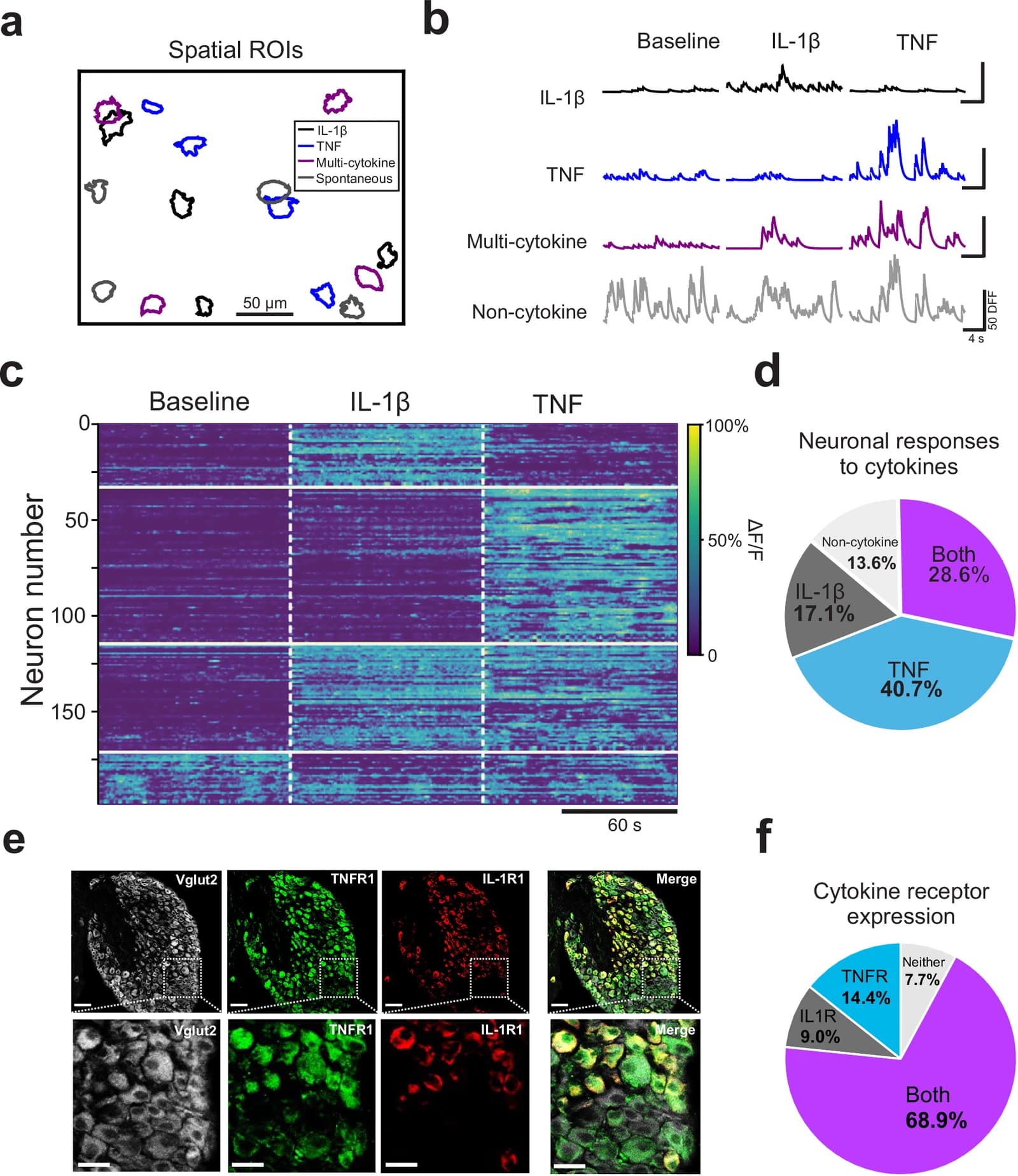 Population responses of nodose ganglia reveal subsets of cytokine-specific neurons alongside neurons that respond to several cytokines.