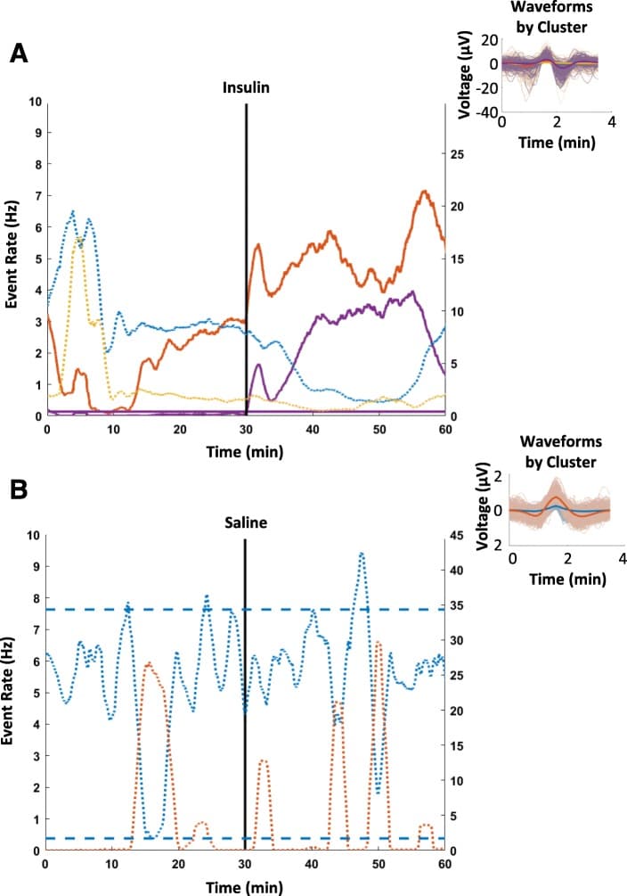 Compound action potential rates rise after insulin but not saline, showing the vagal response is specific to hypoglycemia.